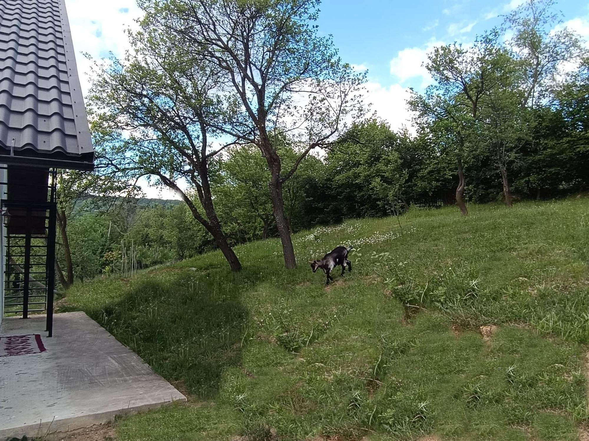 Casuta Din Livada Moisei Exterior foto
